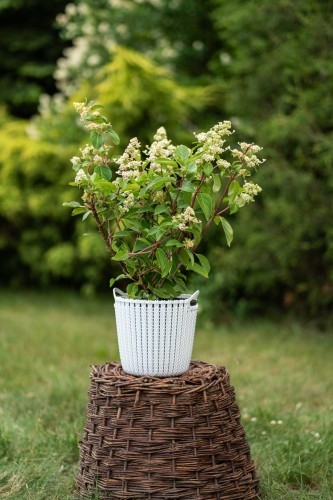 hortensja-bukietowa-fraise-melba-hydrangea-paniculata-dwukolorowe-kwiaty-bialo-czerwone-wysoka-sadzonka-sadzonki-zielona-para-zielonapara