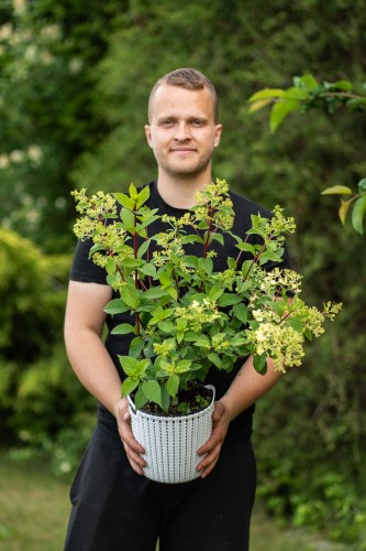 hortensja-bukietowa-fraise-melba-hydrangea-paniculata-dwukolorowe-kwiaty-bialo-czerwone-wysoka-sadzonka-sadzonki-zielona-para-zielonapara