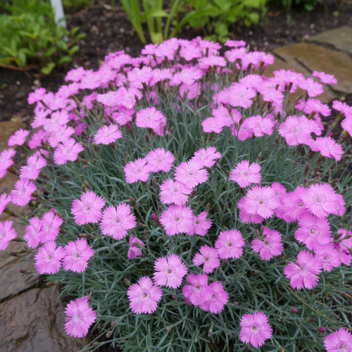 gozdzik-siny-dianthus-gratianopolitanus-malgosia-zielonapara-sadzonka-duza-zdrowa-rozowe-kwiaty