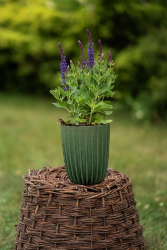 szalwia-omszona-midnight-purple-salvia-nemorosa-glebokofioletowe-kwiaty-wyraziste-kolosci-sadzonka-sadzonki-zielona-para-zielonapara