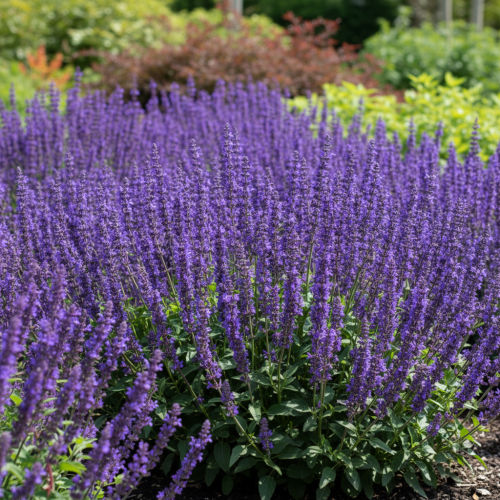 szalwia-omszona-mainacht-salvia-nemorosa-glebokofioletowe-kwiaty-wczesne-kwitnienie-sadzonka-sadzonki-zielona-para-zielonapara