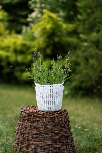 szalwia-omszona-salute-white-salvia-nemorosa-biale-kwiaty-kompaktowa-sadzonka-sadzonki-zielona-para-zielonapara