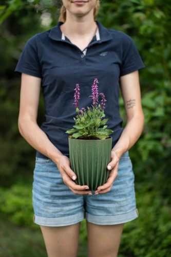 szalwia-okregowa-purple-rain-salvia-verticillata-fioletowe-kwiaty-wyraziste-okragle-kwiatostany-sadzonka-sadzonki-zielona-para-zielonapara