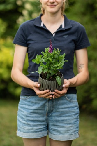 szalwia-okregowa-purple-rain-salvia-verticillata-fioletowe-kwiaty-wyraziste-okragle-kwiatostany-sadzonka-sadzonki-zielona-para-zielonapara