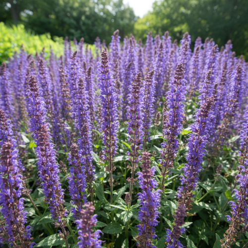 szalwia-omszona-blauhugel-salvia-nemorosa-niebieskie-kwiaty-wyprostowany-pokroj-sadzonka-sadzonki-zielona-para-zielonapara