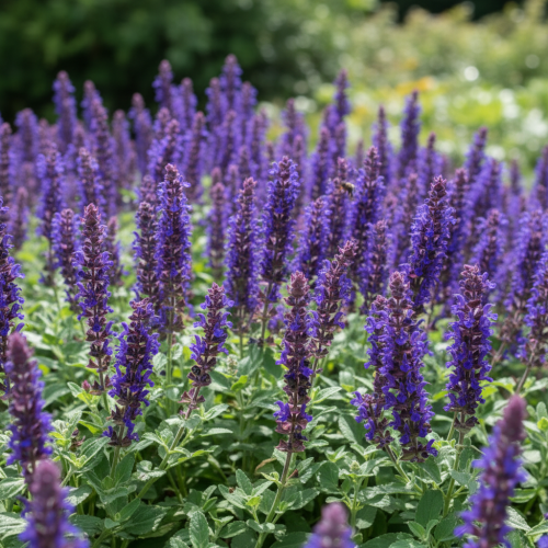 szalwia-omszona-sensation-compact-deep-blue-salvia-nemorosa-glebokoniebieskie-kwiaty-kompaktowa-sadzonka-sadzonki-zielona-para-zielonapara