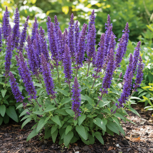 szalwia-omszona-marvel-sky-blue-salvia-nemorosa-niebieskie-kwiaty-okazala-sadzonka-sadzonki-zielona-para-zielonapara
