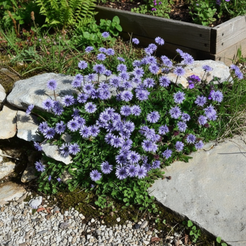 kulnik-sercolistny-globularia-cordifolia-zielonapara-sadzonka-duza-zdrowa-niebieskie-kwiaty