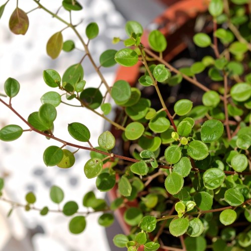 muehlenbeckia-muehlenbeckia-complexa-p9-zielonapara-sadzonka-duza-zdrowa-pnacz-ozdobne-liscie