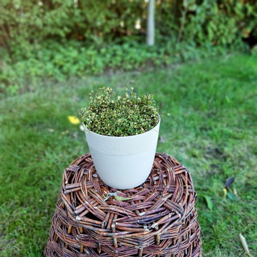 muehlenbeckia-muehlenbeckia-complexa-p9-zielonapara-sadzonka-duza-zdrowa-pnacz-ozdobne-liscie