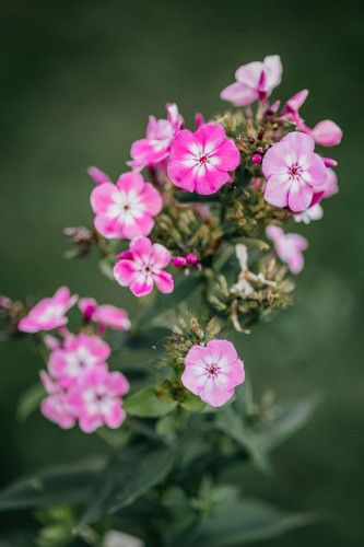floks-douglasa-phlox-douglasii-ochsenblut-zielonapara-sadzonka-duza-zdrowa-czerwone-kwiaty