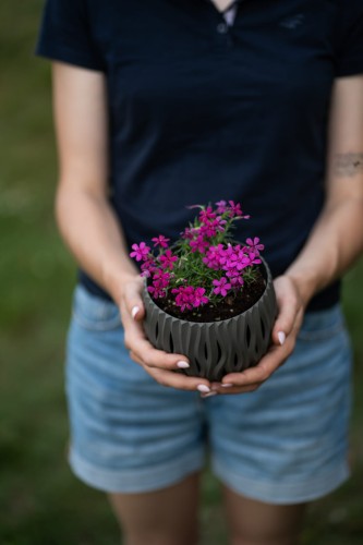 floks-douglasa-phlox-douglasii-ochsenblut-zielonapara-sadzonka-duza-zdrowa-czerwone-kwiaty