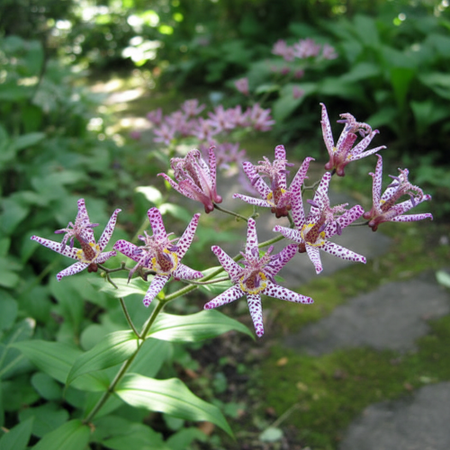 trojsklepka-owlosiona-tradescantia-pilosa-masamunei-zielonapara-sadzonka-duza-zdrowa-fioletowe-kwiaty