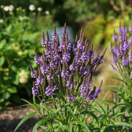 werbena-verbena-hybrida-santos-zielonapara-sadzonka-duza-zdrowa-kolorowe-kwiat.jpg
