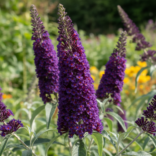 budleja-dawida-buddleja-davidii-black-knight-p9-zielonapara-sadzonka-duza-zdrowa-ciemnofioletowe-kwiaty