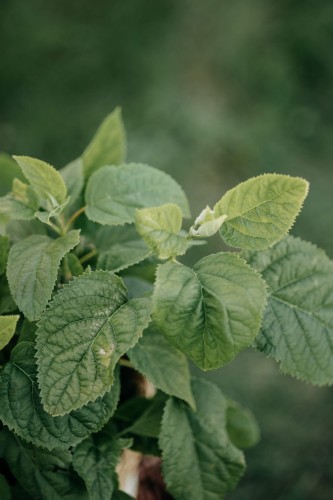 hortensja-ogrodowa-hydrangea-macrophylla-Bouquet -Rose'-zielonapara-sadzonka-duza-zdrowa-niebieskie-kwiaty