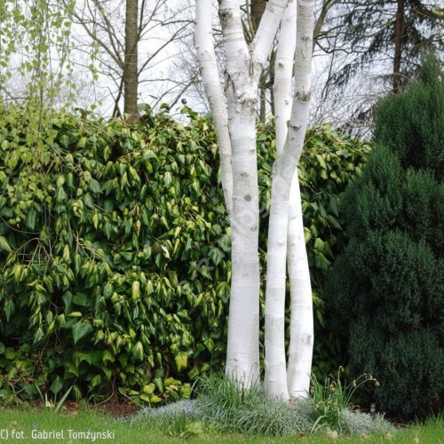 brzoza-pozyteczna-betula-utilis-doorenbos-zielonapara-sadzonka-duza-zdrowa-dekoracyjna-biala-kora
