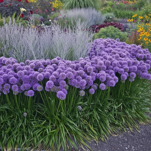 czosnek-ozdobny-allium-millenium-zielonapara-sadzonka-duza-zdrowa-fioletowe-kwiaty