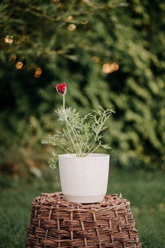 zawilec-wielosieczny-anemone-multifida-rubra-zielonapara-sadzonka-duza-zdrowa-czerwone-kwiaty