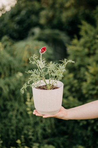 zawilec-wielosieczny-anemone-multifida-rubra-zielonapara-sadzonka-duza-zdrowa-czerwone-kwiaty