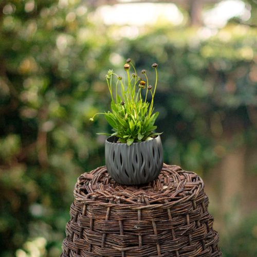 nachylek-wielkokwiatowy-coreopsis-grandiflora-solanna-golden-sphere-zielonapara-sadzonka-duza-zdrowa-kremowo-zolte-kwiaty