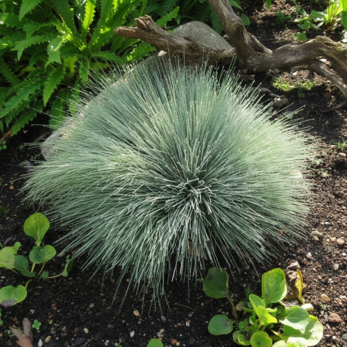 szczotlicha-siwa-koeleria-glauca-spiky-blue-zielonapara-sadzonka-duza-zdrowa-sine-kwiatostany-2.jpg