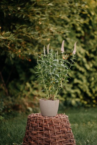 Przetacznik-długolistny-White-Jolanda-Veronica-longifolia-zdrowa-sadzonka-zielona-para-biale-kwiaty.jpg