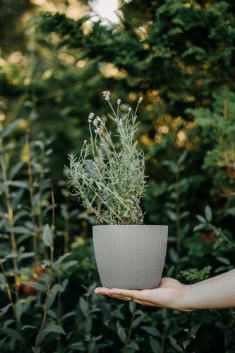 perowskia-lobodolistna-perovskia-atriplicifolia-srebrzyste-liscie-niebieskie-kwiaty-80-120cm-sadzonka-sadzonki-zielona-para-zielonapara