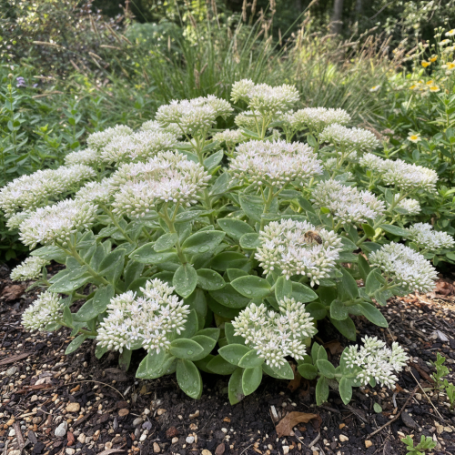 Rozchodnik okazały Stardust