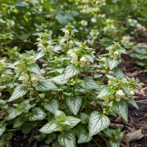 jasnota-lamium-maculatum-zielonapara-sadzonka-duza-zdrowa-rozowe-kwiaty.jpg