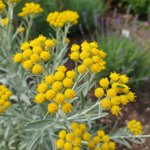 kocanka-wloska-silberzwerg-helichrysum-italicum-srebrne-liscie-zolte-kwiaty-sadzonka-sadzonki-zielona-para-zielonapara