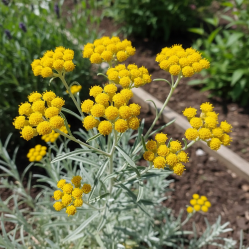 kocanka-wloska-silberzwerg-helichrysum-italicum-srebrne-liscie-zolte-kwiaty-sadzonka-sadzonki-zielona-para-zielonapara