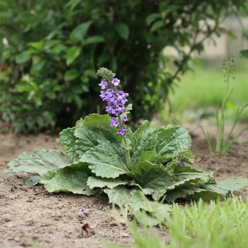 Horminum pirenejskie