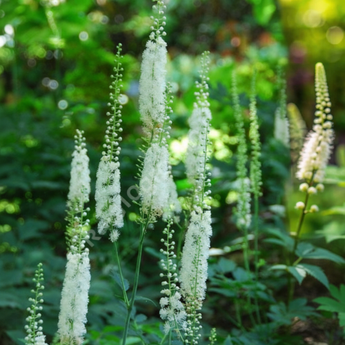 Pluskwica-groniasta-Actaea-racemosa-Sadzonka-zielona-para-roślina-kwiat