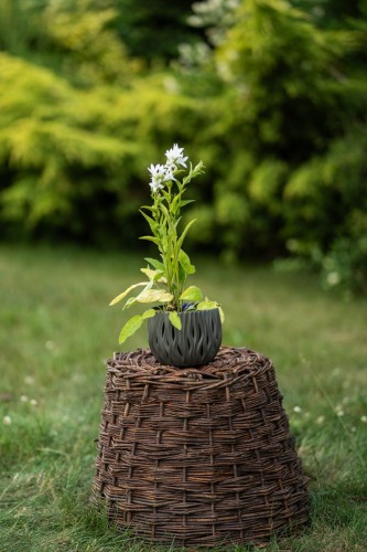 dzwonek-brzoskwiniolistny-campanula-persicifolia-takion-f1-white-zielonapara-sadzonka-duza-zdrowa-biale-kwiaty