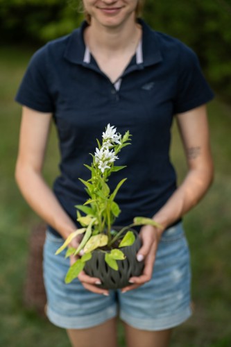 dzwonek-brzoskwiniolistny-campanula-persicifolia-takion-f1-white-zielonapara-sadzonka-duza-zdrowa-biale-kwiaty