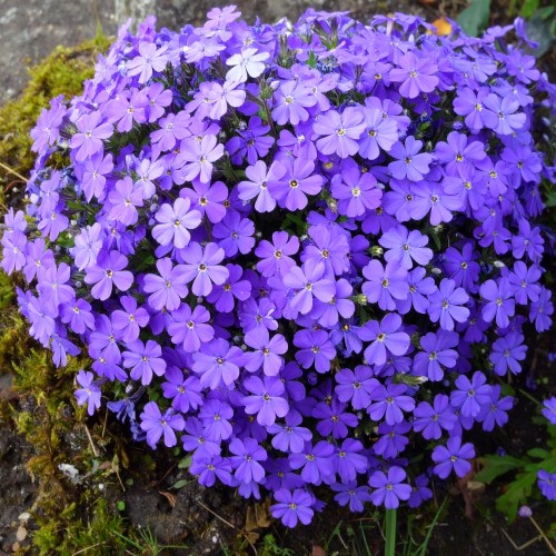 zagwin-ogrodowy-glacier-blue-aubrieta-hybrida-blekitne-kwiaty-zimozielona-pokrywowa-bylina-sadzonka-sadzonki-zielona-para-zielonapara