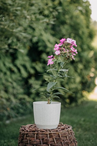 floks-szydlasty-Goldmine-Phlox-subulata-Goldmine-zielonapara-zielona-para-sadzonka-0386.jpg