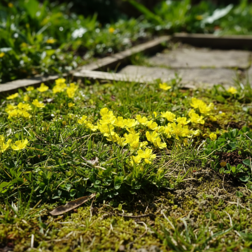 pieciornik-bylinowy-potentilla-neumanniana-red-zielonapara-sadzonka-duza-zdrowa-czerwone-kwiaty.jpg