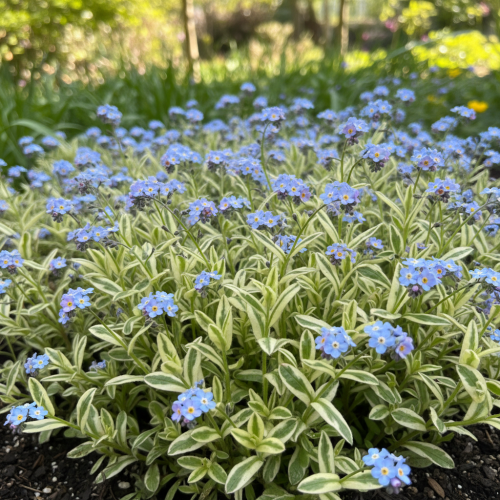 niezapominajka-blotna-variegata-myosotis-palustris-niebieskie-kwiaty-pstra-zielono-biala-lisc-bylina-wilgotne-stanowiska-sadzonka-sadzonki-zielona-para-zielonapara