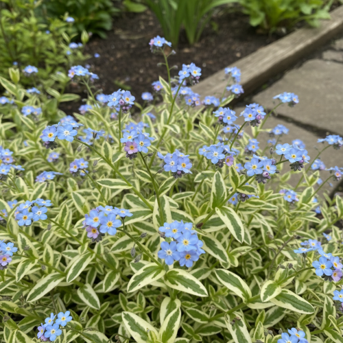 niezapominajka-blotna-variegata-myosotis-palustris-niebieskie-kwiaty-pstra-zielono-biala-lisc-bylina-wilgotne-stanowiska-sadzonka-sadzonki-zielona-para-zielonapara