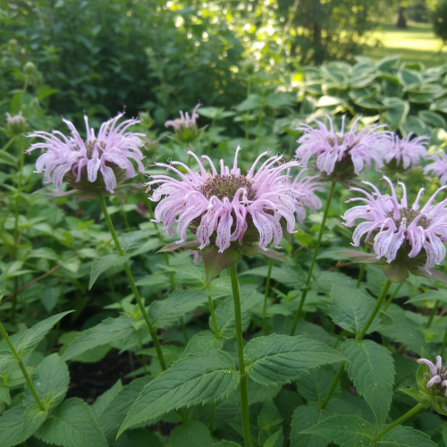 pysznoglowka-branburyego-monarda-bradburiana-rozowoliliowe-kwiaty-aromatyczna-miododajna-bylina-sadzonka-sadzonki-zielona-para-zielonapara