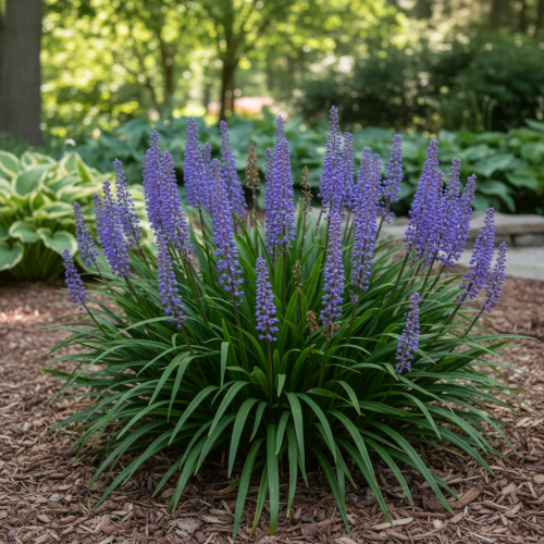 liriope-szafirkowata-big-blue-liriope-muscari-fioletowe-kwiaty-zimozielona-trawa-bylinowa-sadzonka-sadzonki-zielona-para-zielonapara