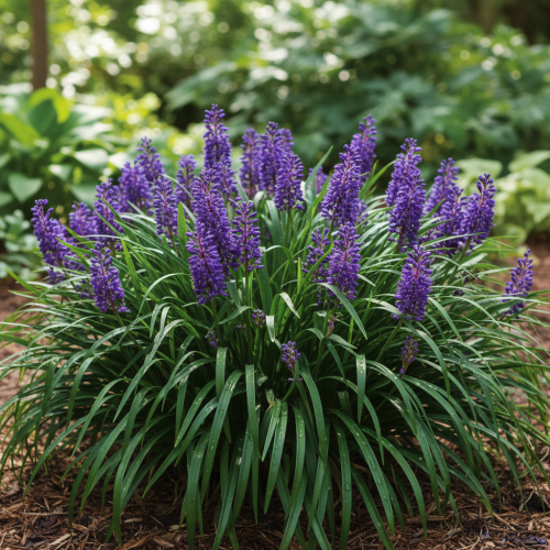 liriope-szafirkowata-big-blue-liriope-muscari-fioletowe-kwiaty-zimozielona-trawa-bylinowa-sadzonka-sadzonki-zielona-para-zielonapara