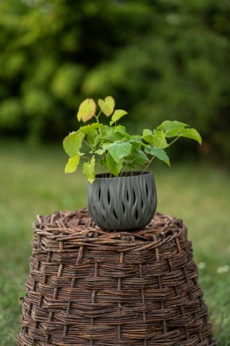 epimedium-frohnleiten-epimedium-x-perralchicum-zolte-kwiaty-zimozielone-liscie-cieniolubna-bylina-sadzonka-sadzonki-zielona-para-zielonapara