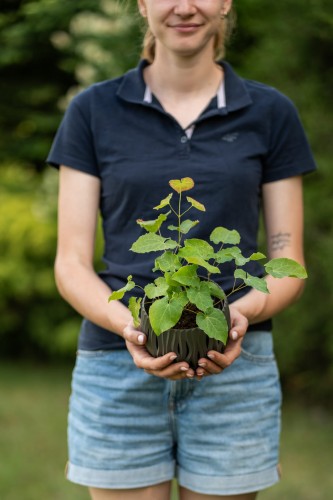 epimedium-frohnleiten-epimedium-x-perralchicum-zolte-kwiaty-zimozielone-liscie-cieniolubna-bylina-sadzonka-sadzonki-zielona-para-zielonapara