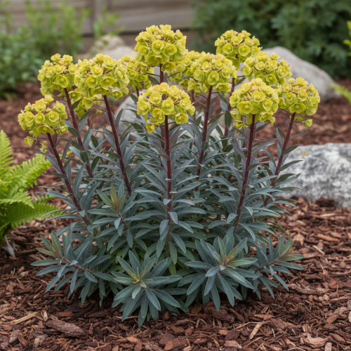 wilczomlecz-migdalolistny-purpurea-euphorbia-amygdaloides-purpurowe-liscie-zielonkawo-zolte-kwiaty-cieniolubna-bylina-sadzonka-sadzonki-zielona-para-zielonapara
