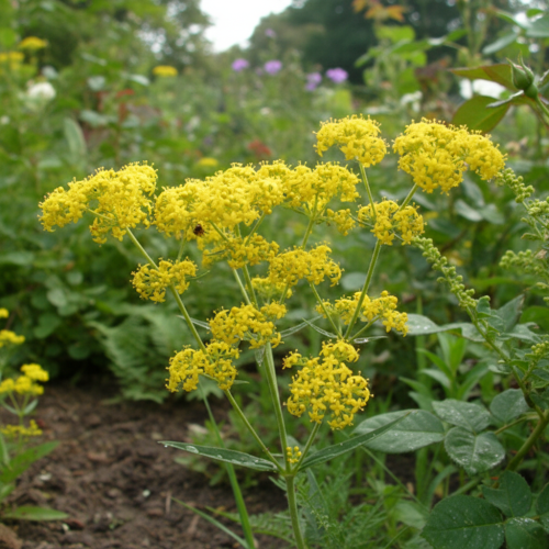 przytulia-wlasciwa-galium-verum-zolte-kwiaty-aromatyczna-pokrywowa-bylina-miododajna-sadzonka-sadzonki-zielona-para-zielonapara