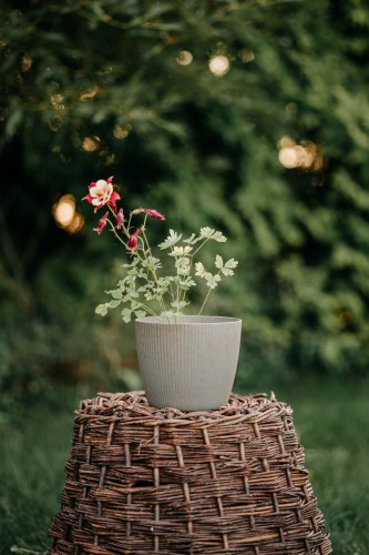 orlik-blekitny-spring-magic-blue-and-white-aquilegia-caerulea-niebiesko-biale-kwiaty-kompaktowa-bylina-sadzonka-sadzonki-zielona-para-zielonapara