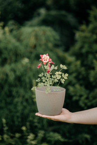 orlik-blekitny-spring-magic-blue-and-white-aquilegia-caerulea-niebiesko-biale-kwiaty-kompaktowa-bylina-sadzonka-sadzonki-zielona-para-zielonapara